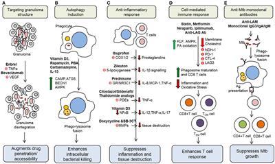 Frontiers | Host-Directed Therapeutic Strategies For Tuberculosis